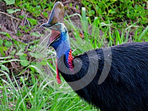 Cassowary Gaping