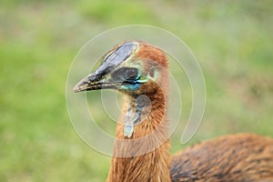 Cassowary juvenile photo