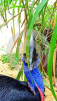 Cassowary the large bird