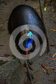 Cassowary looking for food in the rainforest in Cairns area, Queensland, Astralia