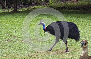 Cassowary male with baby chick