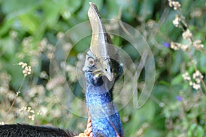 A cassowary in Mission Beach, Queensland