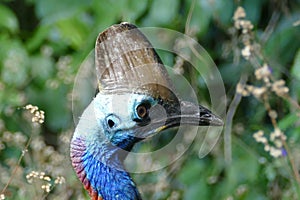 A cassowary in Mission Beach, Queensland