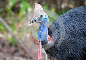 Cassowary mom crossing the road with her chicks in Daintree Rainforest