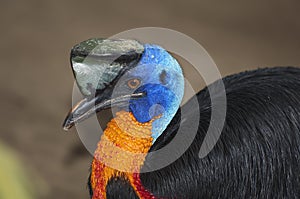 Cassowary Northern