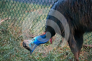 Cassowary pecking to the ground, wet shiny feathers