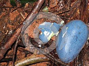 Cassowary Plum. Cerbera floribunda