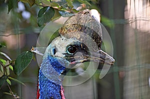 Cassowary in Schmiding Zoo, Upper Austria, Austria, Europe