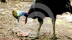 Cassowary two different video shots in one file