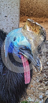 cassowary in zoo exhibit