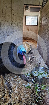 cassowary in zoo exhibit