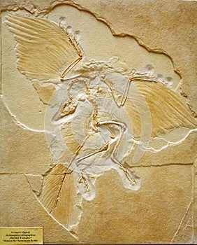 Earliest Fossil of Archaeopteryx found in Eichstaett, Bavaria, Germany