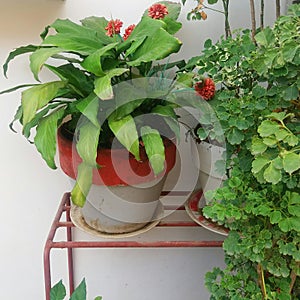 Cast iron plant on a white and red pot photo