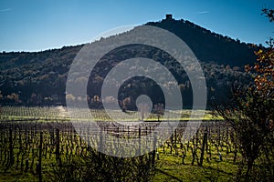 Castagneto Carducci, Livorno - Tuscany, Italy