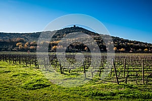 Castagneto Carducci, Livorno - Tuscany, Italy