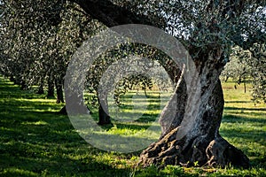 Castagneto Carducci, Livorno - Tuscany, Italy photo