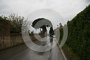 Castagneto carducci in tuscany, italy photo