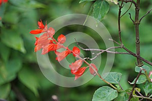 Castanea mollissima (Chinese chestnut, sarangan, berangan, Saninten, Castanopsis argentea, rambutan hutan)