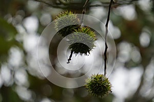 Castanea mollissima (Chinese chestnut, sarangan, berangan, Saninten, Castanopsis argentea, rambutan hutan)