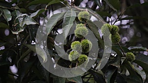 Castanea mollissima (Chinese chestnut, sarangan, berangan, Saninten, Castanopsis argentea, rambutan hutan)