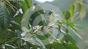 Castanea mollissima (Chinese chestnut, sarangan, berangan, Saninten, Castanopsis argentea, rambutan hutan)