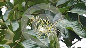 Castanea mollissima (Chinese chestnut, sarangan, berangan, Saninten, Castanopsis argentea, rambutan hutan)