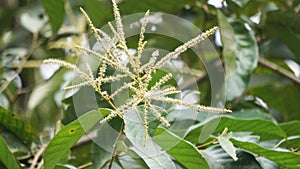 Castanea mollissima (Chinese chestnut, sarangan, berangan, Saninten, Castanopsis argentea, rambutan hutan)