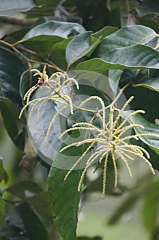 Castanea mollissima (Chinese chestnut, sarangan, berangan, Saninten, Castanopsis argentea, rambutan hutan)