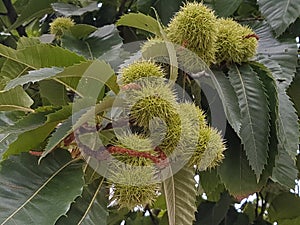 Castanea Sativa. Europen Horse Chestnut