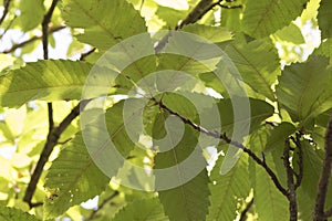 Castanea sativa green leaves of chestnut tree in late summer viewed from below with sky in the background