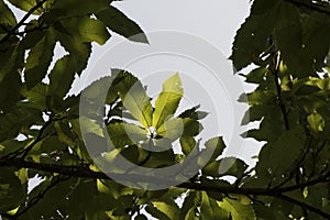 Castanea sativa green leaves of chestnut tree in late summer viewed from below with sky in the background