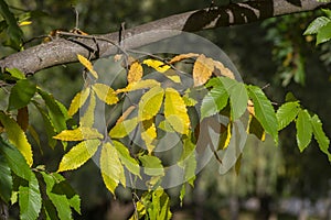Castanea sativa sweet chestnut colorful autumnal tree branches full of beautiful orange yellow green leaves