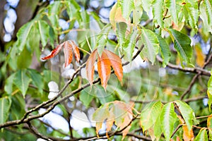 Castanea Sativa sweet chestnut