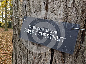 Castanea Sativa sweet chestnut tree sign