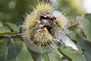 Opened castanea sativa, sweet chestnuts hidden in spiny cupules, tasty brownish nuts marron fruits