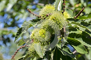 Castanea sativa, sweet chestnuts hidden in spiny cupules, tasty brownish nuts marron fruits, branches with leaves photo