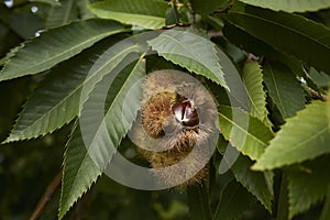 Castanea sativa tree