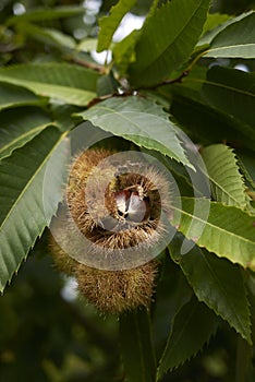 Castanea sativa tree