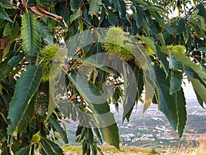 Castanea sativa tree with fruit