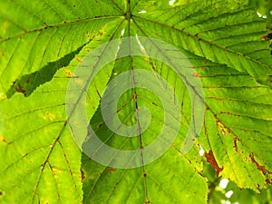 Castania leaf at closeup outdoors in daylight