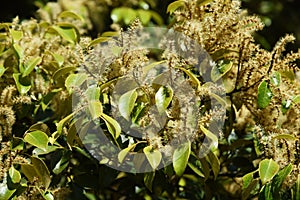 Castanopsis sieboldii male flowers