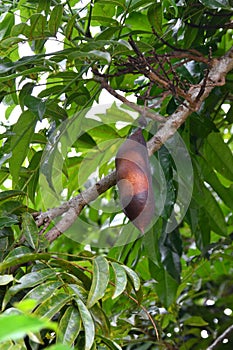 Castanospermum australe, also called Moreton Bay Chestnut or Blackbean