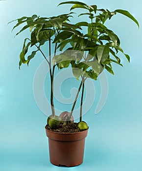 Castanospermum australe in pot with blue background photo