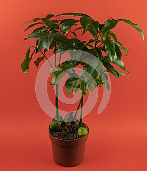 Castanospermum australe in pot with red background, top view photo