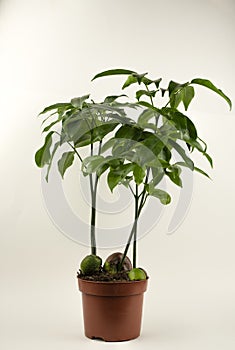 Castanospermum australe in pot with white background photo