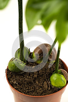 Castanospermum australe in pot with white background, top view photo