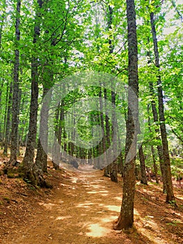 CastaÃÂ±ar de El Tiemblo