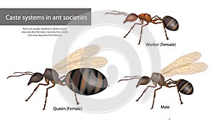 Caste systems in ant societies. Type of ants. Social structure