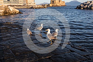  , uova castello è un terrapieno marino castello napoli 