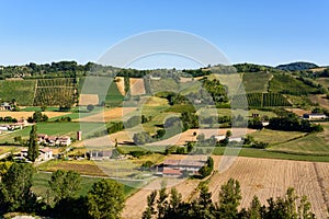 Castell'Arquato vineyards